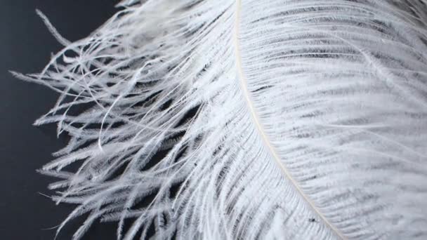 Lichte, delicate struisvogelveer, zwaaiend in de wind. Witte veren close-up — Stockvideo