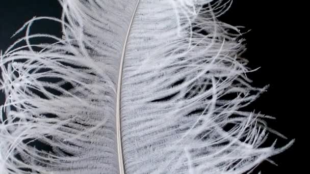 Легкое, хрупкое перо страуса. Белое перо на черном — стоковое видео