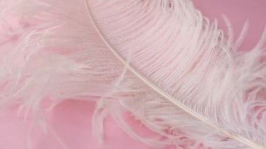 Hafif, narin devekuşu tüyü, rüzgarda sallanıyor. Beyaz tüy