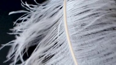 Hafif, narin devekuşu tüyü. Siyah üzerine beyaz tüy