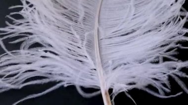 Hafif, narin devekuşu tüyü. Siyah üzerine beyaz tüy