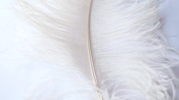 Pluma de avestruz ligera y delicada, balanceándose en el viento. Pluma blanca de cerca — Vídeos de Stock