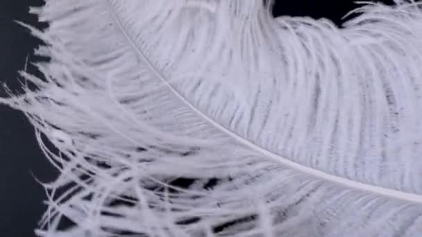 Light, delicate ostrich feather, swaying in the wind. White feather close-up — Stock Video