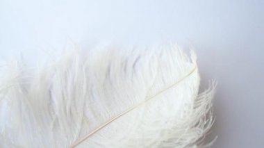 Hafif, narin devekuşu tüyü, rüzgarda sallanıyor. Beyaz tüy yakın plan