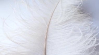 Hafif, narin devekuşu tüyü. Beyaz bir tüy