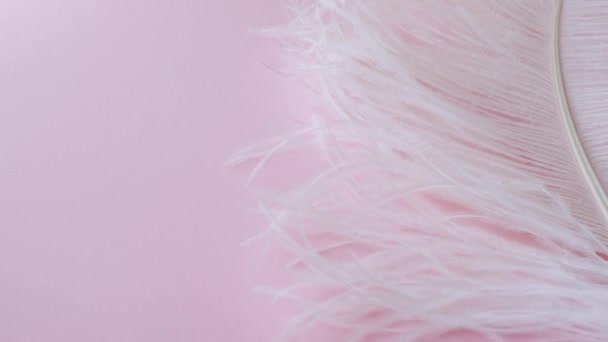 Light, delicate ostrich feather. White feather on a pink — Stock Video