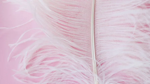 Light, delicate ostrich feather. White feather on a pink