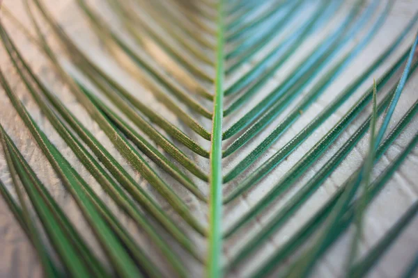 Tropisch strand. Groene Palm blad ligt op het witte fijne zand. Close-up, bovenaanzicht, bureaubladachtergrond. — Stockfoto