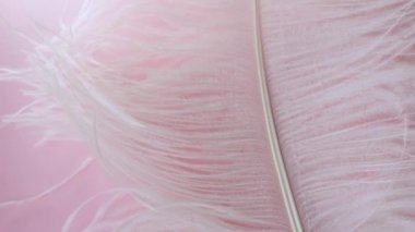 Hafif, narin devekuşu tüyü. Pembe üzerine beyaz tüy