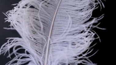 Hafif, narin devekuşu tüyü. Siyah üzerine beyaz tüy