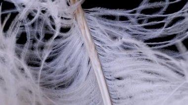 Hafif, narin devekuşu tüyü, rüzgarda sallanıyor. Beyaz tüy yakın plan