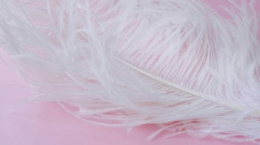 Hafif, narin devekuşu tüyü. Pembe üzerine beyaz tüy