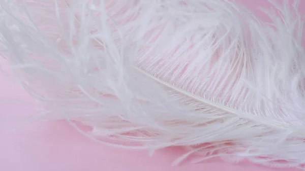 Light, delicate ostrich feather. White feather on a pink — Stock Photo, Image