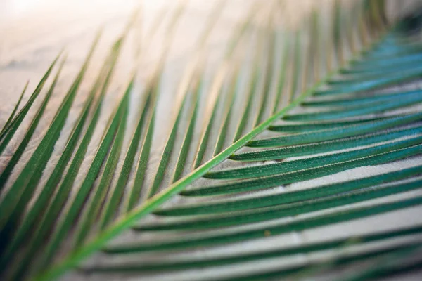 Tropisch strand. Groene Palm blad ligt op het witte fijne zand. Close-up, bovenaanzicht, bureaubladachtergrond. — Stockfoto