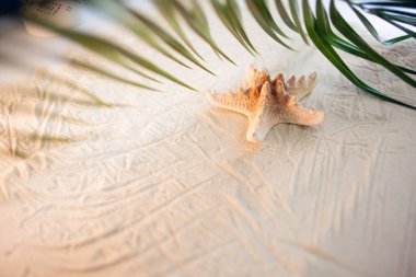 Tropik bir sahil. Yeşil bir palmiye yaprağı ve yalnız bir deniz yıldızı. Beyaz kum üzerinde uzanıyorlar. Masaüstü duvar kağıdı.