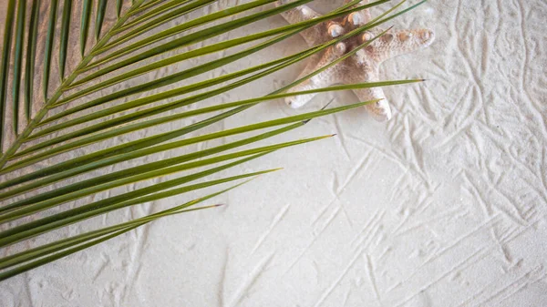 Tropisch strand Een groen palmblad, en eenzame zeesterren, liggen op wit fijn zand. Bureaublad achtergrond. — Stockfoto