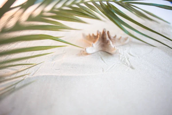 Tropisk strand Et grønt palmeblad og en ensom sjøstjerne ligger på en hvit, fin sand. Stasjonær tapeter. – stockfoto