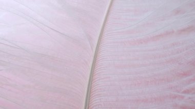 Hafif, narin devekuşu tüyü, rüzgarda sallanıyor. Beyaz tüy