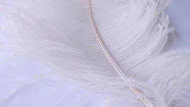 Hafif, narin devekuşu tüyü. Beyaz bir tüy