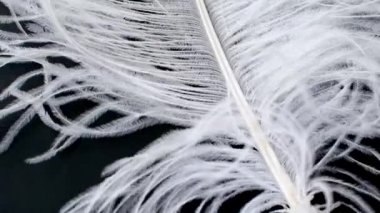 Hafif, narin devekuşu tüyü, rüzgarda sallanıyor. Beyaz tüy yakın plan