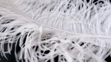 Hafif, narin devekuşu tüyü. Siyah üzerine beyaz tüy