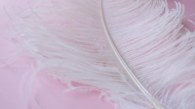 Hafif, narin devekuşu tüyü, rüzgarda sallanıyor. Beyaz tüy