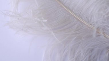 Hafif, narin devekuşu tüyü. Beyaz bir tüy