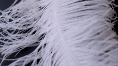 Hafif, narin devekuşu tüyü, rüzgarda sallanıyor. Beyaz tüy yakın plan
