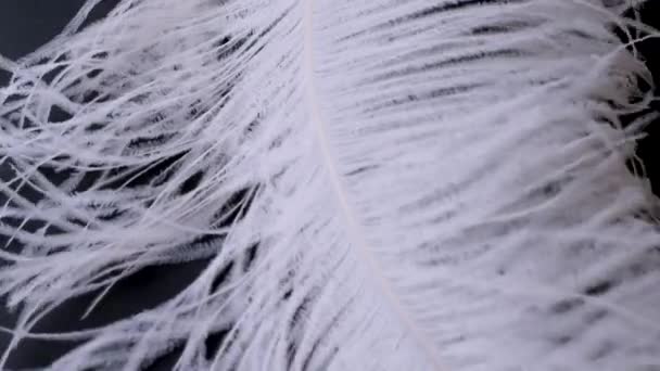 Light, delicate ostrich feather, swaying in the wind. White feather close-up — Stock Video