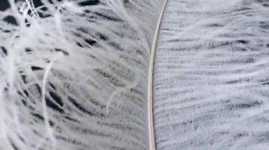 Hafif, narin devekuşu tüyü. Siyah üzerine beyaz tüy