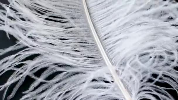 Light, delicate ostrich feather, swaying in the wind. White feather close-up — Stock Video