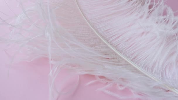 Light, delicate ostrich feather. White feather on a pink — Stock Video