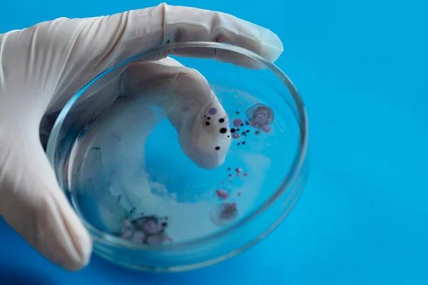 Biólogo o virólogo sostiene una placa Petri con una muestra . — Foto de Stock