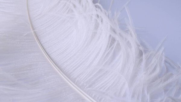 Легкое, хрупкое перо страуса. Белое перо на белом
