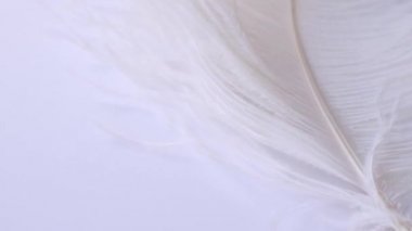 Hafif, narin devekuşu tüyü, rüzgarda sallanıyor. Beyaz tüy yakın plan