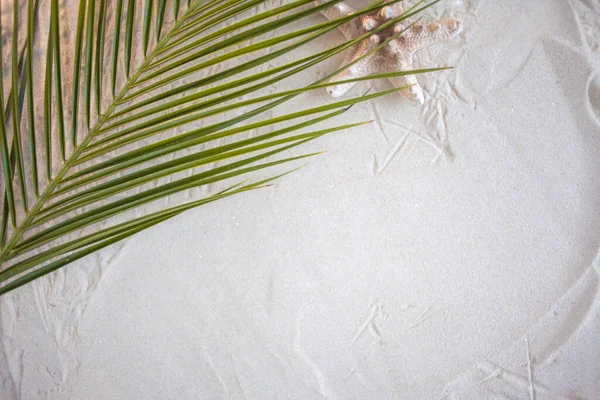 Plage tropicale Une feuille de palmier verte et une étoile de mer solitaire reposent sur du sable fin blanc. Papier peint de bureau. — Photo