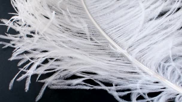 Light, delicate ostrich feather. White feather on a black — Stock Video