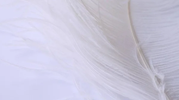 軽くて繊細なダチョウの羽。白い羽に白い羽 — ストック写真