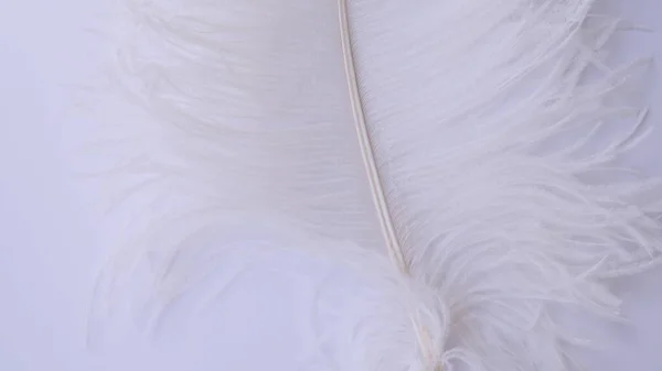 Light, delicate ostrich feather. White feather on a white — Stock Photo, Image