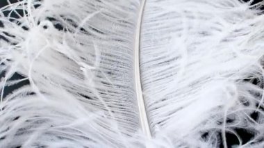 Hafif, narin devekuşu tüyü. Siyah üzerine beyaz tüy