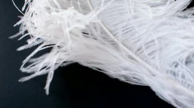 Hafif, narin devekuşu tüyü, rüzgarda sallanıyor. Beyaz tüy yakın plan