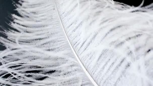 Light, delicate ostrich feather, swaying in the wind. White feather close-up — Stock Video