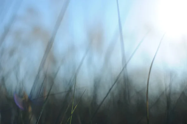 Green nature background with sky, sun,grass — Stock Photo, Image