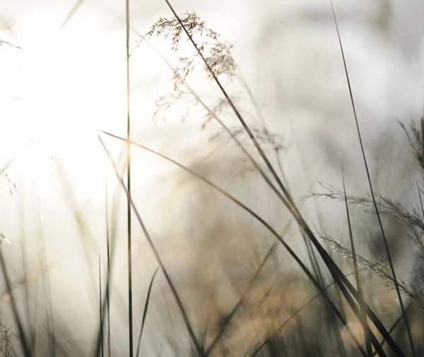 Fond naturel vert avec ciel, soleil, herbe — Photo