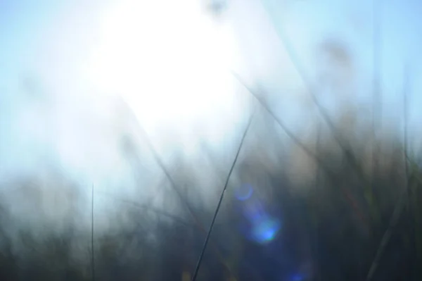自然太陽フレア背景ブラー abstrack ロイヤリティフリーのストック画像