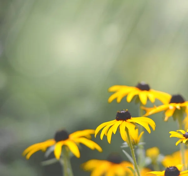 Närbild av gul blomma och suddig bakgrund Stockbild