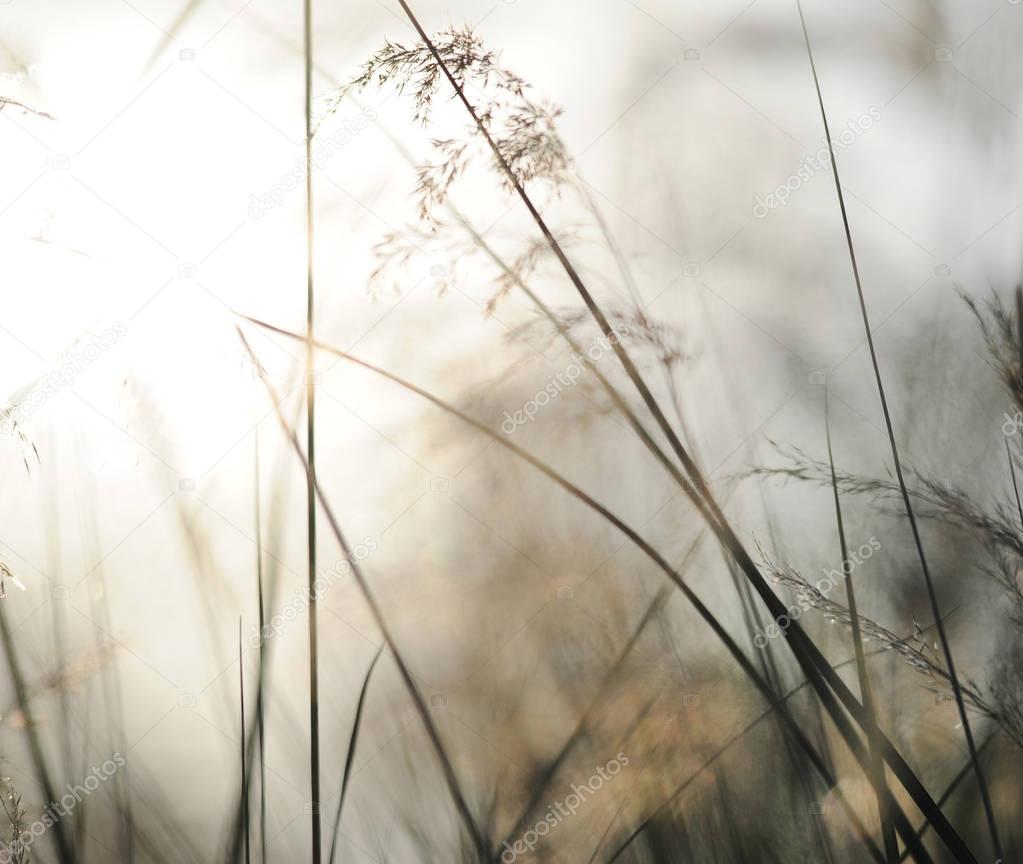 Green nature background with sky, sun,grass