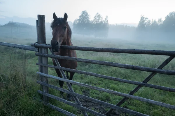 Лошадь стоит в туманном загоне — стоковое фото