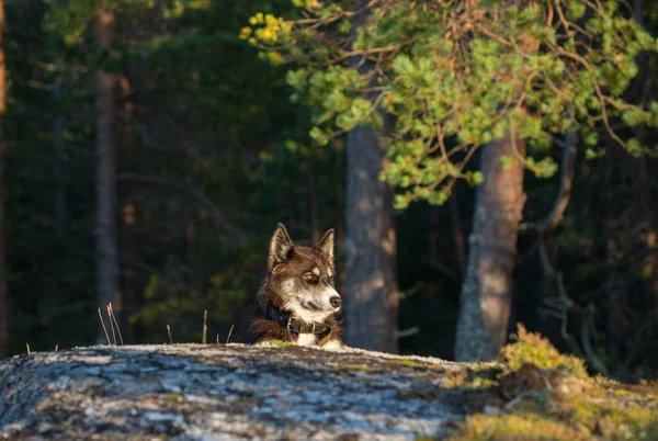 Cão bonito está deitado na pedra sob a luz do pôr do sol — Fotografia de Stock