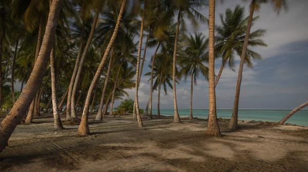 Krajina krásná palmový háj nedaleko oceánu — Stock fotografie